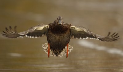 mallard ( f ) -- canard colvert ( f ) 