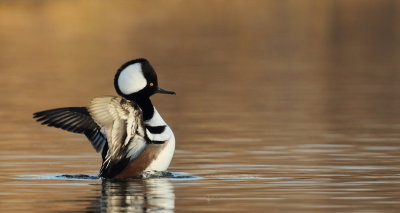 hooded merganser ( m ) --  harle couronne ( m )
