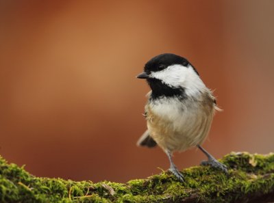 black-capped chickadee -- mesange a tete noire 