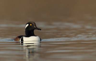 hooded merganser -- harle couronne 
