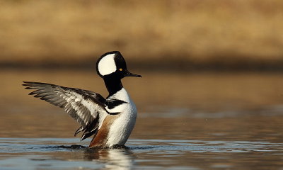 hooded merganser -- harle couronne