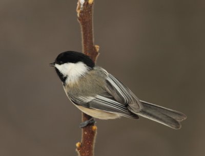 black-capped chickadee -- mesange a tete noire