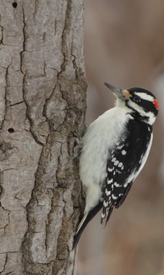 hairy woodpecker -- pic chevelu