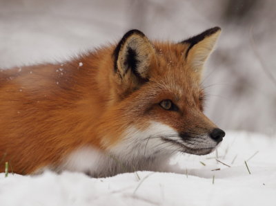 red fox -- renard roux 