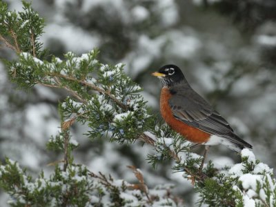 american robin -- merle d amerique 