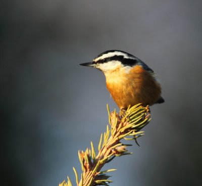 red-breasted nuthatch -- sittelle a poitrinr rousse. 