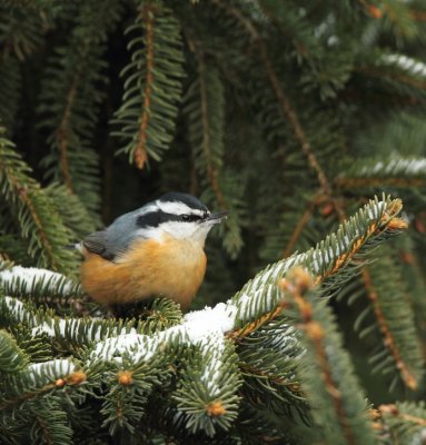 red-breasted nuthatch -- sittelle a poitrine rousse 