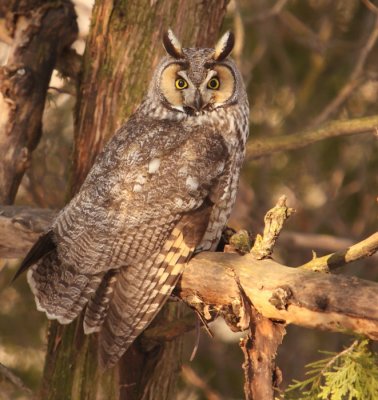 long- eared owl -- hibou moyen-duc 