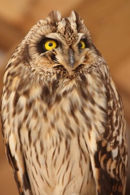 short-eared owl -- hibou des marais 