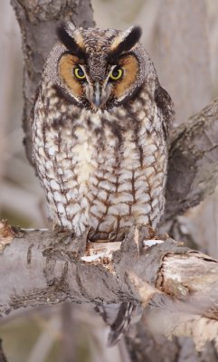 long-eared owl -- hibou moyen-duc 