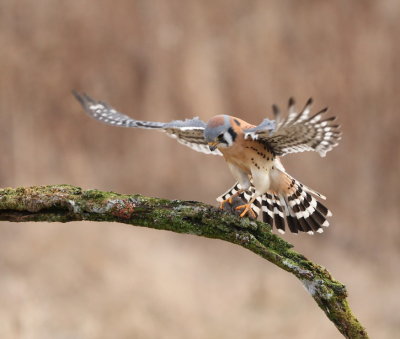 american kestrel -- crecerelle d'amerique 