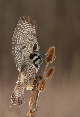 northern hawk owl -- chouette eperviere 