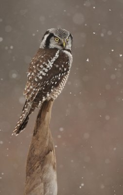 northern hawk owl -- chouette eperviere 