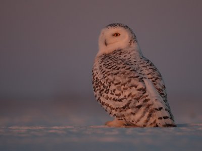 snowy owl -- harfang des neiges 