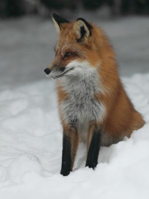 red fox -- renard roux