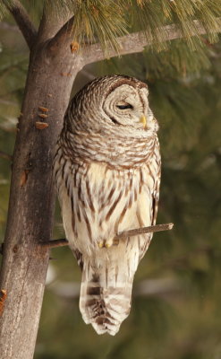barred owl -- chouette rayee 
