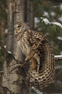 barred owl -- chouette rayee