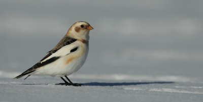 snow bunting -- bruant des neiges