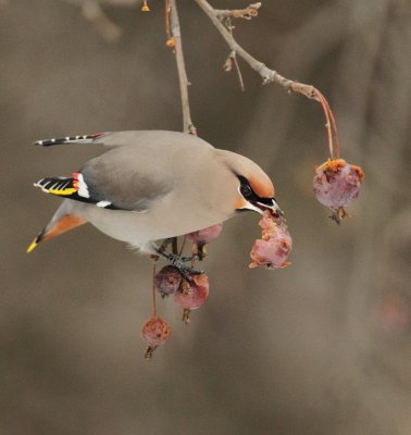 bohemian waxwing -- jaseur boreal