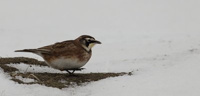 horned lark -- alouette