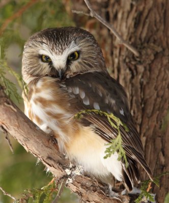 northern saw- whet owl -- petite nyctale