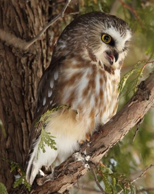 northern saw- whet owl -- petite nyctale