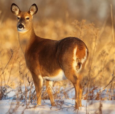 white tail deer ( f ) --  cerf de virginie ( f )