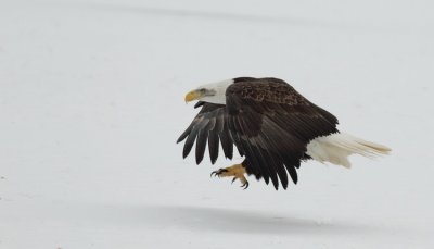 bald eagle -- pygargue a tete blanche