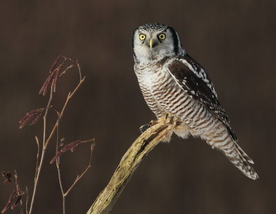 northern hawk owl -- chouette eperviere