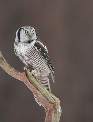 northern hawk owl -- chouette eperviere
