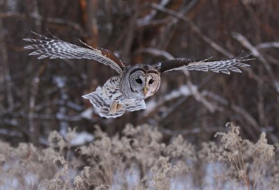 barred owl -- chouette rayee