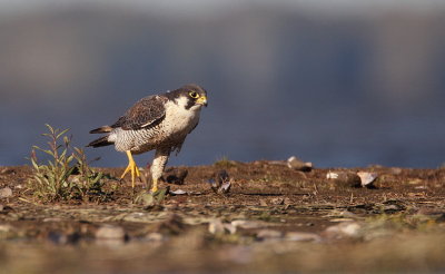 peregrine falcon  --  faucon pelerin