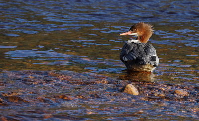 common merganser  --  grand harle