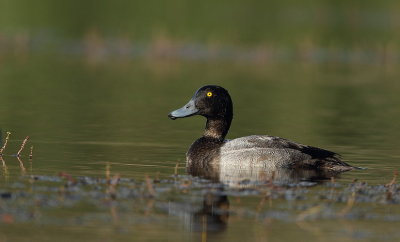 lesser scaup -- petit fuligule