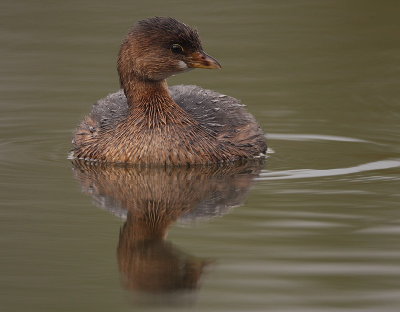 pied-billed grebe -- grebe a bec bigarre