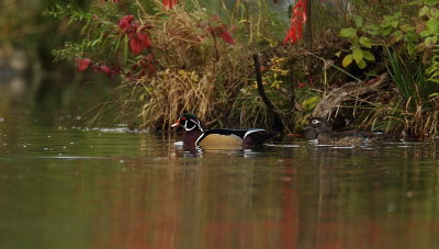 wood duck -- canard branchu