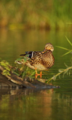 mallard  --  canard colvert