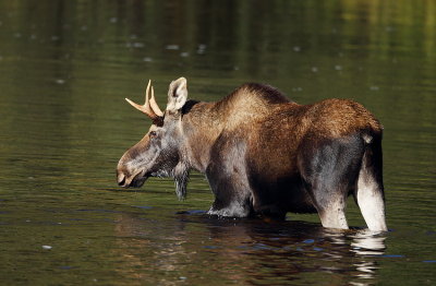 moose  --   orignal 
