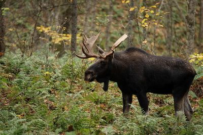 moose ( bull )  --   orignal