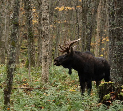 moose ( bull )  --   orignal