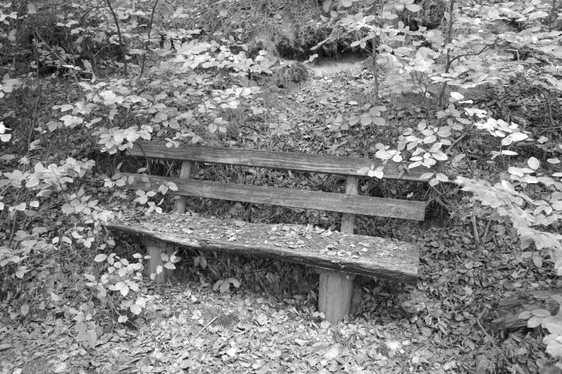 The old bench