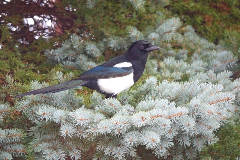 Magpie pine tree