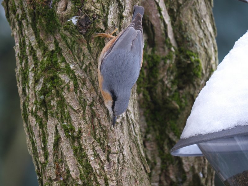 Eurasian Nuthatch