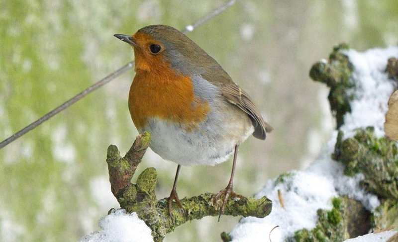 Robin