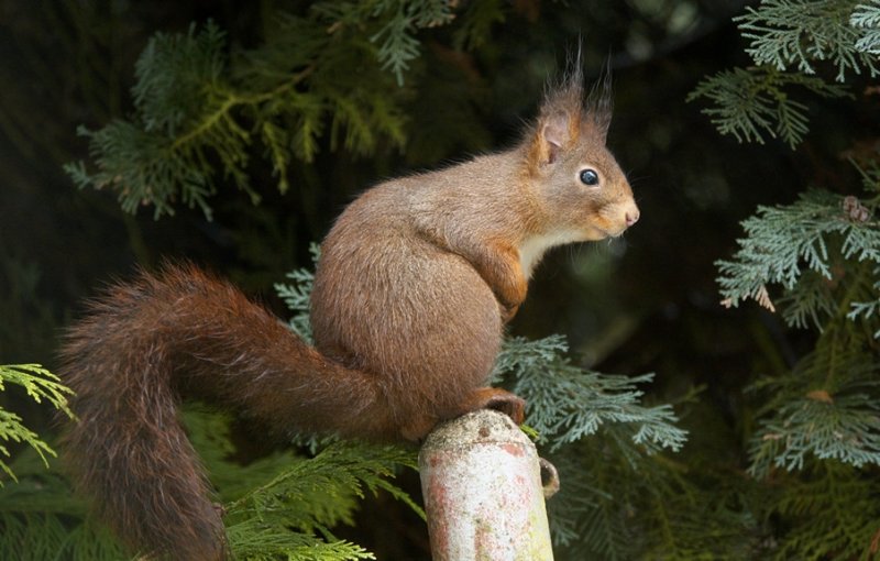 Sunday Morning Squirrel