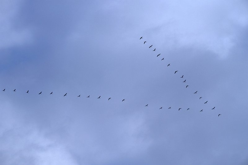 Return of the Cranes