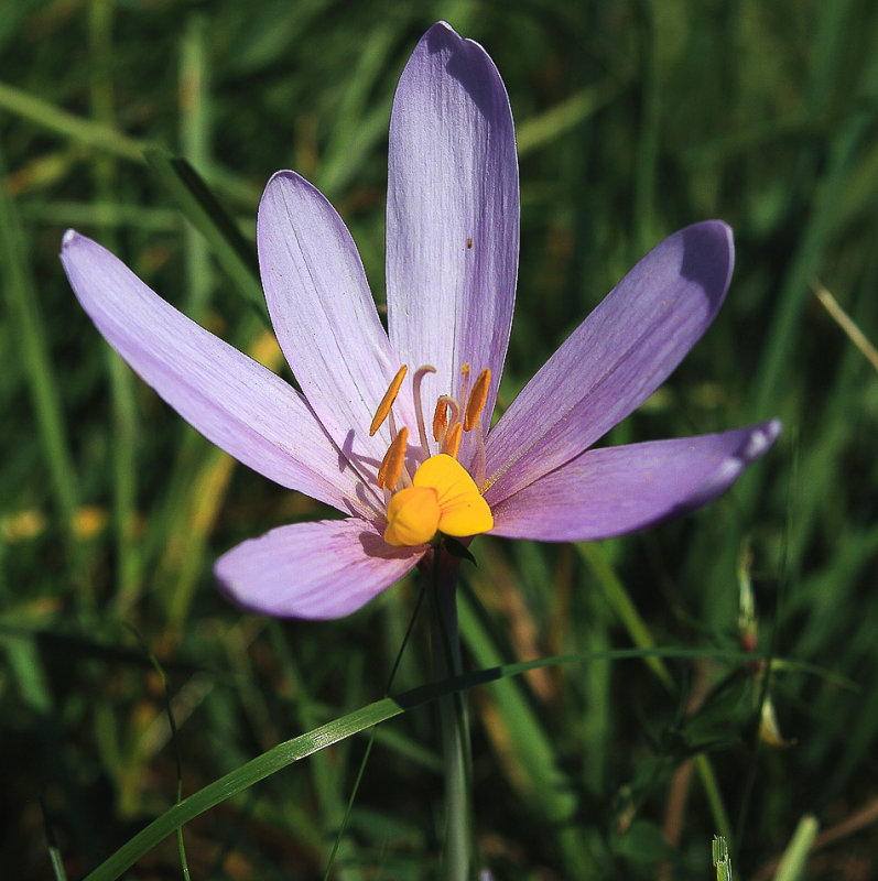 Autumn Crocus
