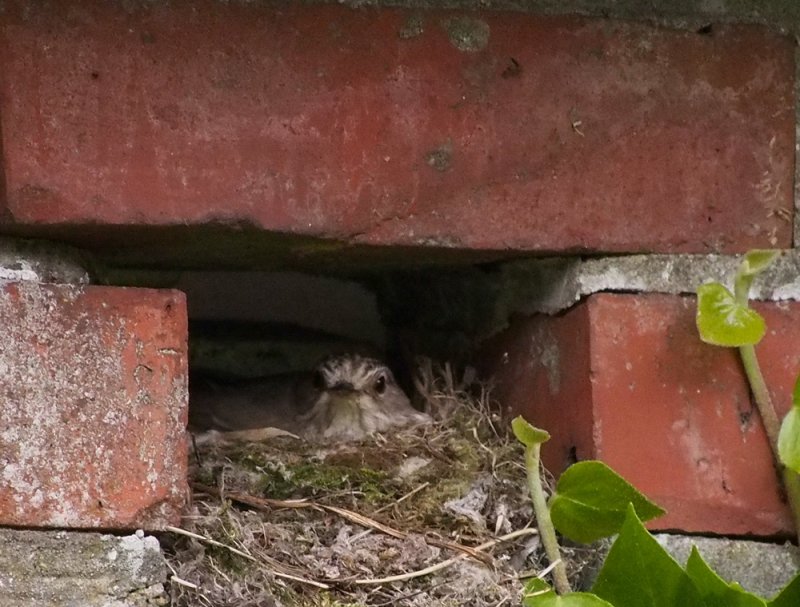 Little Nest