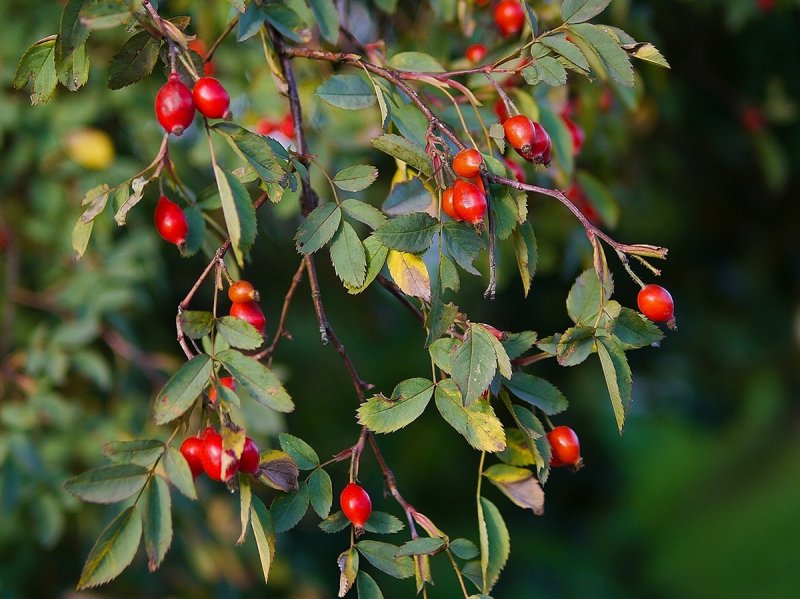 Rose Hips
