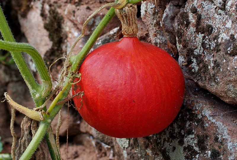 Early Pumpkin